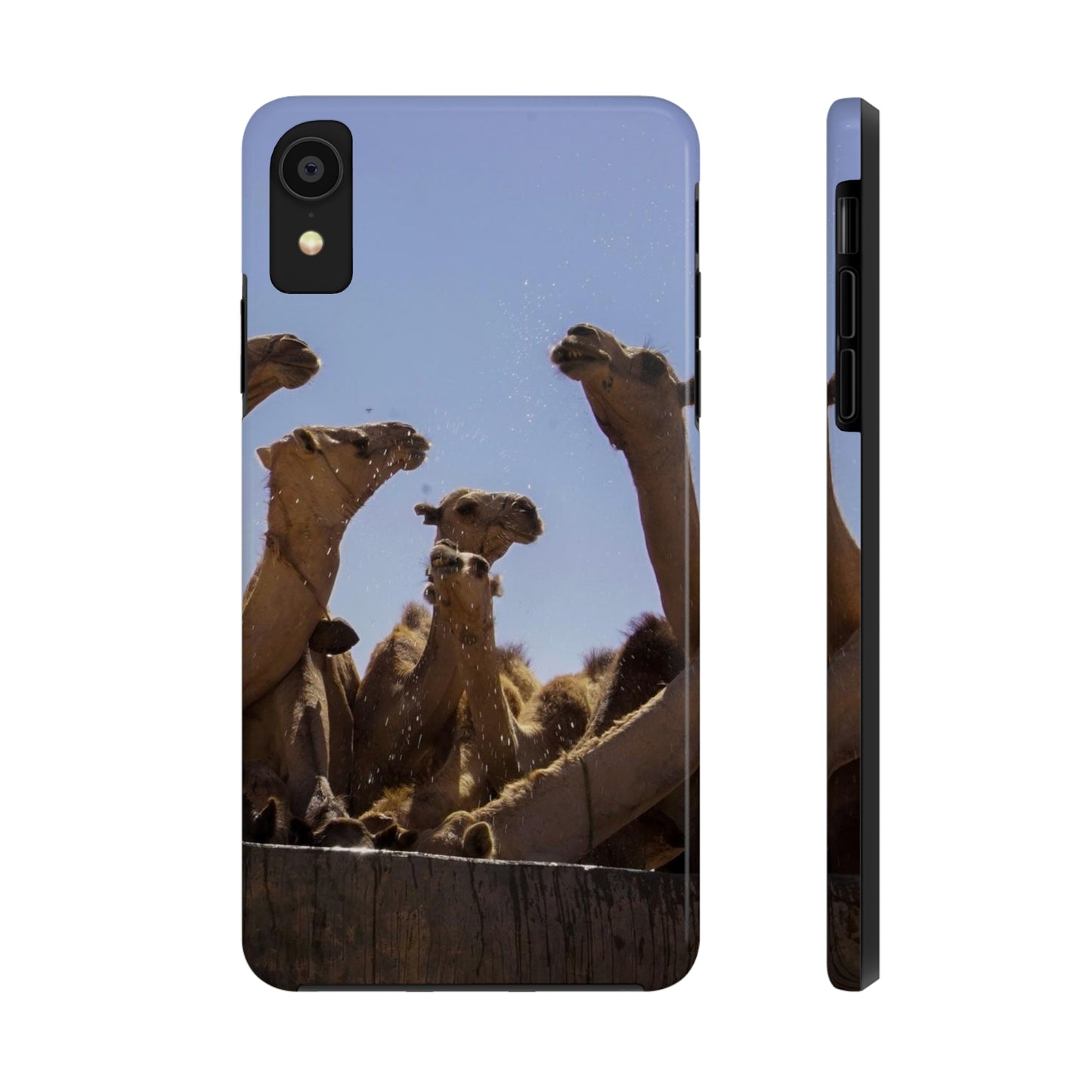 Tough iPhone Cases - Camels by Abdilaahi Persia